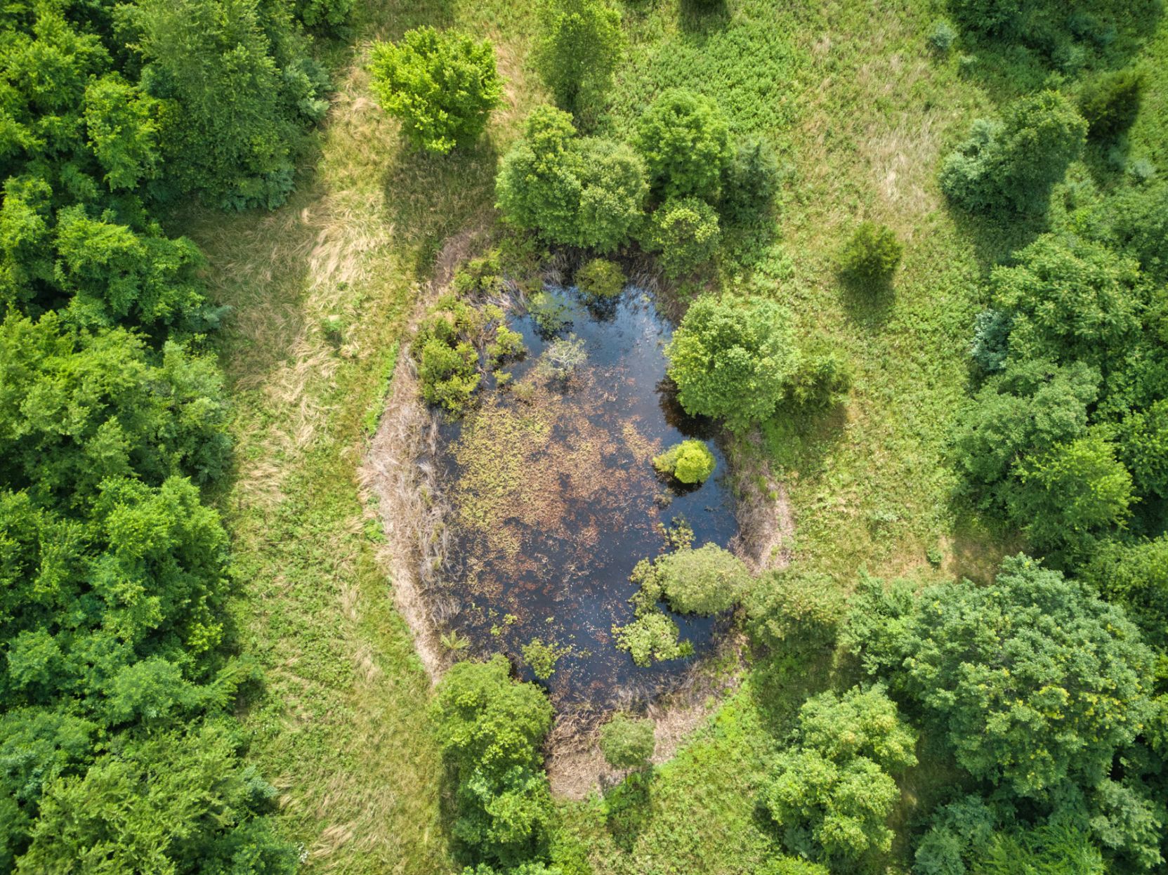 Stumptown Woods Vernal Pool